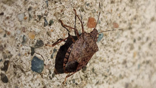 Bakanlık'tan tepki çeken proje: Böcek toplayıp biriktiren çocuklara bisiklet verilecek!