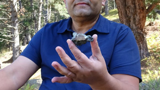 Karabük'te mantar toplamak için ormana gitti, bulduğu şey herkesi şaşırttı!