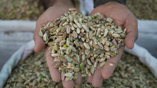 Türkiye'nin lezzet deposu yeşil altınına da bu sene hasret kalacağız!