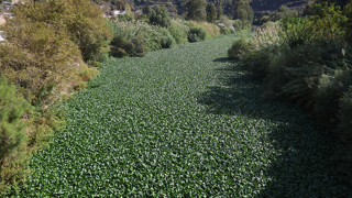 Yeşil istilacılar Asi Nehri'ni yuttu: Koca nehir yemyeşil bir ovaya dönüştü!