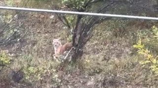 Kent merkezinde şaşırtan görüntü: Kurtlar şehre indi!