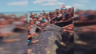 Gazze'de kıyıya vuran 2 tonluk dev şaşkına çevirdi