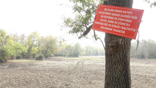 Türkiye'nin kilometrelerce karelik dev longozu da kurudu!