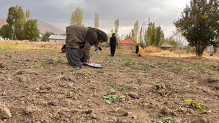 Hakkari'de ilk kez ekilen Türkiye'nin mor altınında hasat zamanı geldi!
