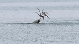 Çeşme sahilinde ahtapot avındaki fok saniye saniye kameralara yansıdı