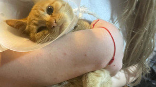 Korkunç büyü vahşetini vatandaşların ve veterinerin dikkati ortaya çıkardı!