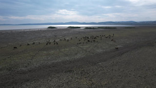İstanbul'un can damarında korkutan manzara: Koyunlar otlamaya başladı