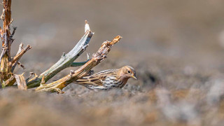 Türkiye'nin sürpriz misafiri... Bir sır canlı daha objektiflere yakalandı