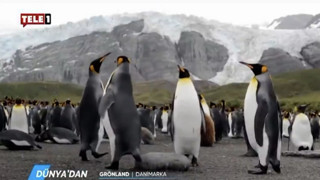 TELE 1'e kayyum atandı; Penguen Belgeseli geri döndü!