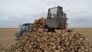 Bereketli topraklarda hasat başladı: Ton fiyatı 3 bin 100 TL!