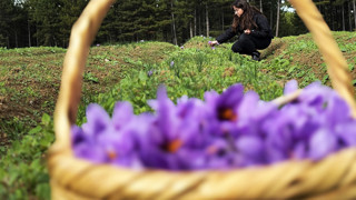 Dünyanın en pahalısı olan Türkiye'nin mor altınında hasat başladı