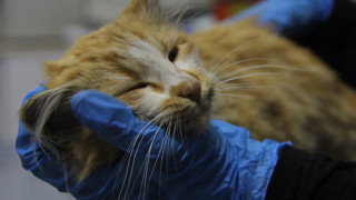 Bir ilimizde AIDS alarmı verildi: İnsanda değil, bir yavru kedide görüldü!