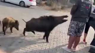 Beslemek istediği yaban domuzunun saldırısına uğradı