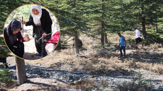 Doğada kendi kendine yetişiyor, kilosu 1.000 TL'ye Japonya'ya ihraç ediliyor!