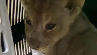 İstanbul'da yavru Afrika aslanı ele geçirildi