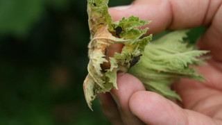 Karadeniz'de üreticinin kabusu olmuştu: Şimdi Marmara'da görüldü