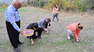 ''Kırmızı altın''ı kuraklık vurdu: Gramı 600 TL'den satılıyor