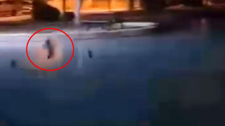 Vicdansızlar! Yakalayıp yakalayıp tekrar havuza attılar!