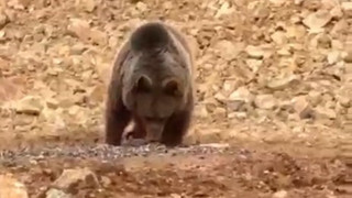 Karadeniz'de yol kenarındaki ayıya hamsi ziyafeti verdiler