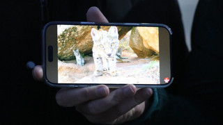 Türkiye'nin gizemli canlısı ormanın hayaletleri bu sefer ailece görüntülendi