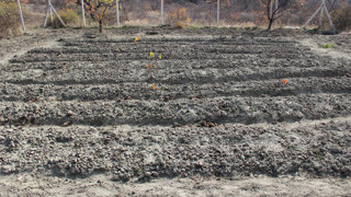 Denemek için ekmişti, şimdi kilosunu 600 bin TL'den satıyor!