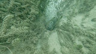 Fokur fokur kaynayan Sapanca Gölü'nün derinliklerinden yükselen kabarcıkların nedenini belli oldu