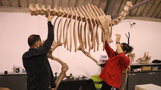 Türkiye'de bulunan milyonlarca yıllık dinozor fosilleri böyle geri döndürülüyor