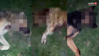 Yine aynı vahşet... İki ayaklı hayvanlar, 4 ayaklı canlara kıydı!