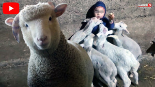 O Türkiye'nin en küçük çobanı: Sadece 3 yaşında...