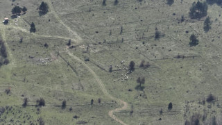 Kaybolan küçükbaşlar ''teknoloji'' sayesinde bulundu