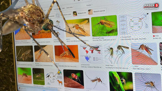 Yeni kabusumuz bu istilacılar olacak: İklim değişikliği yüzünden Türkiye'ye akın ettiler!