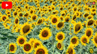 Türkiye'nin eşsiz manzaralarıyla tanınan sapsarı cennetleri de yok oldu!