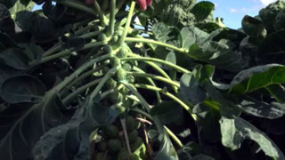 Fiyatı tarlada 10 TL'ye düşen ''şifa deposu'' pazarda 70 TL!