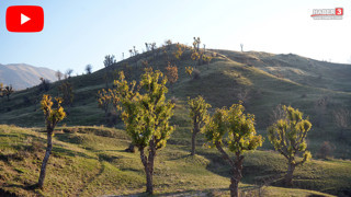 Aralık ayını Mart ayı sandılar... Tüm bahçeler yeşerdi, vatandaş neye uğradığını şaşırdı!
