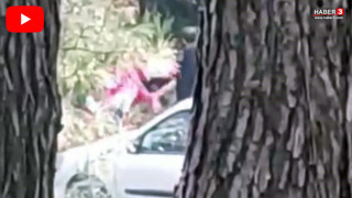 Ormanlık alanda genç kadına saldırı! Çığlıkları ormanı inletti!