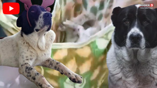 Ankara metrosunun maskotu Matmazel'in korkunç ölümüyle ilgili soruşturma başlatıldı