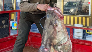 Fırat Nehri'nde bir dev yakalandı: Tam 100 kilo ağırlığında!
