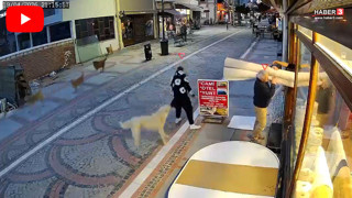 Yine başıboş sokak köpeği dehşeti: Canını zor kurtardı!