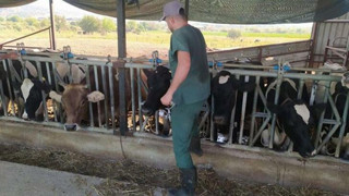 Kurban Bayramı öncesi şap paniği: Alım satımlar yasaklandı
