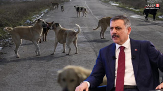 Başıboş köpek sorunu bitiyor! Bakan Çiftçi tarih vererek açıkladı