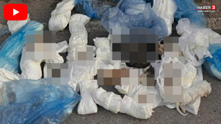 İzmir'de kan donduran vahşet! Çöpteki poşetlerden onlarca kedi ölüsü çıktı!
