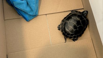 Yolcunun pantolonundan çıkan şey görenleri şaşkına çevirdi