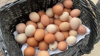 Yumurta fiyatlarındaki artışın nedeni bulundu: Yine dış güçler!