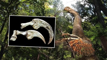 Bilim insanları iki parmaklı yeni bir dinozor türü keşfetti