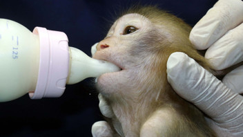 Sınırlarımız ''maymunlar cehennemi''ne döndü: Ölmek üzereyken bulundular!