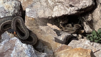 ''Yılan Adası'' değil burası Hakkari! Her taşın altından onlar çıkıyor