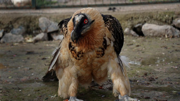 Artvin'de bulundu, Sakarya'da hayvanat bahçesine konuldu