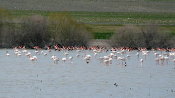 Türkiye'nin ikinci büyük gölünde sevindiren gelişme: ''Sayıları inanılmaz derecede arttı''
