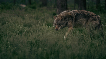 İstanbul'un burnunun dibindeki akılalmaz vahşi hayat kamerada