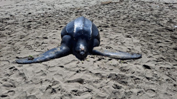 Karadeniz'de ilk kez görülen okyanusların şampiyonunun ölüm nedeni için kahreden ayrıntı